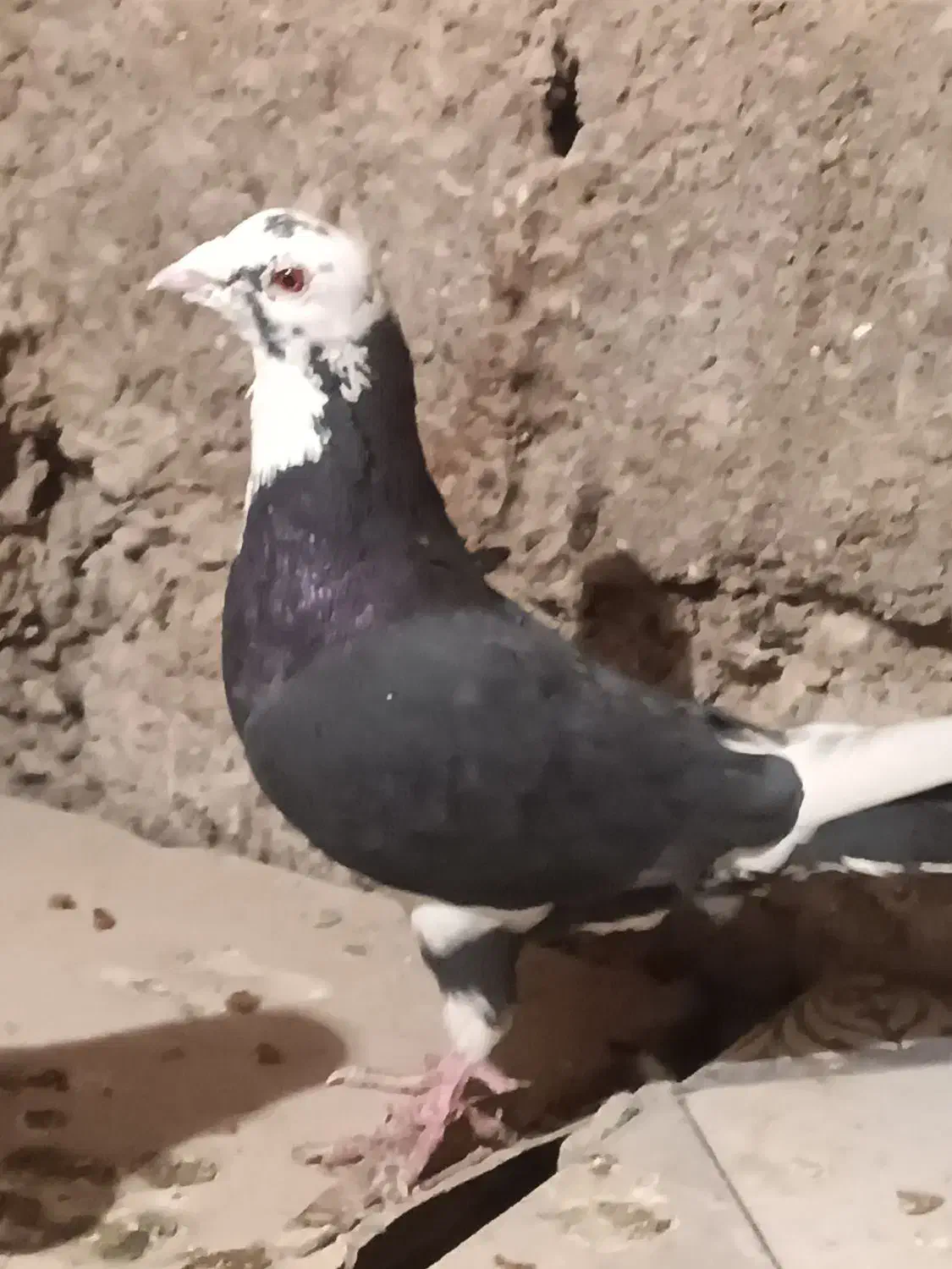 کبوتر پلنگ سیاه|پرنده|هامون, |دیوار