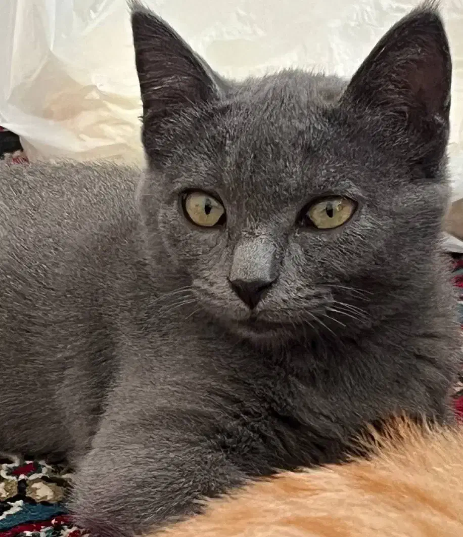 واگذاری گربه ۴ ماهه|گربه|شیراز, گود عربان|دیوار