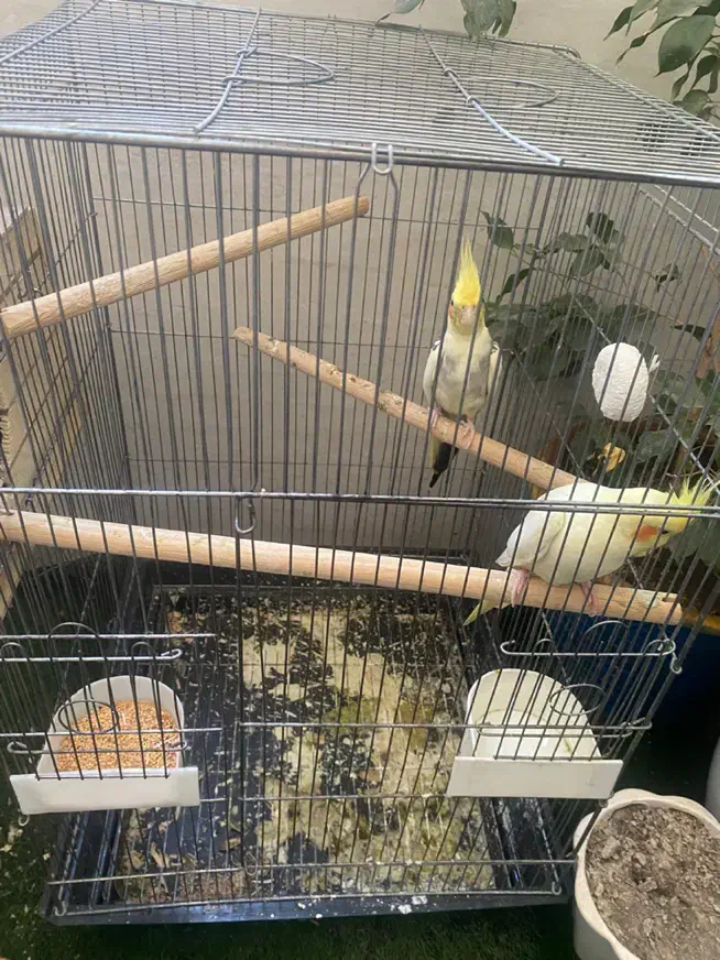 عروس هلندی|پرنده|قدس, شهر‌قدس|دیوار