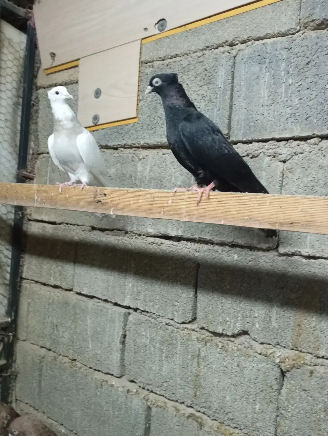 کبوتر کله ای وسیاه|پرنده|چمران, |دیوار