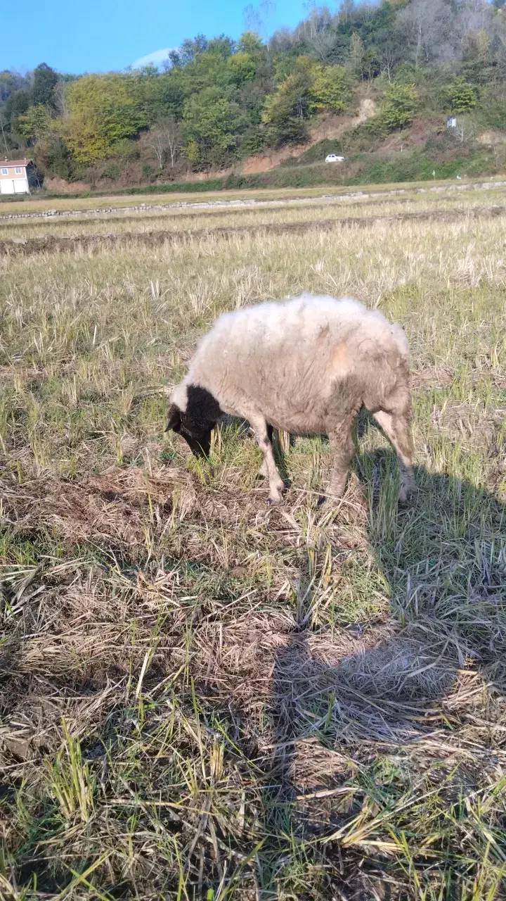 گوسفند ماده۶تا|حیوانات مزرعه|املش, |دیوار