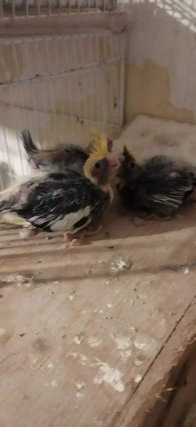 سه عدد جوجه عروس هلندی ابلق|پرنده|آمل, |دیوار