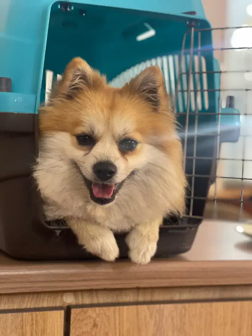 سگ گمشده|حیوانات|تهران, چیتگر جنوبی|دیوار