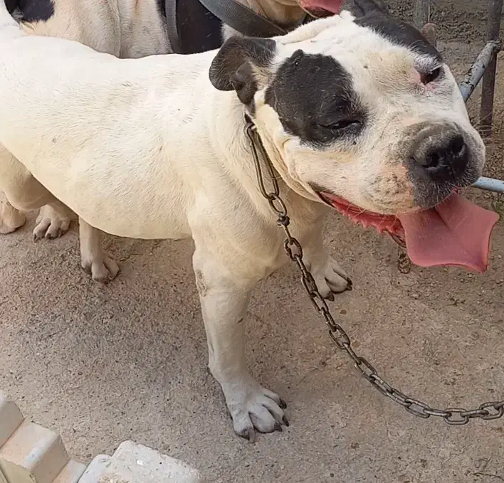 امریکن پیت بول ماده نزدیک فحل یا معاوضه...|سگ|شیراز, شاپورجان|دیوار