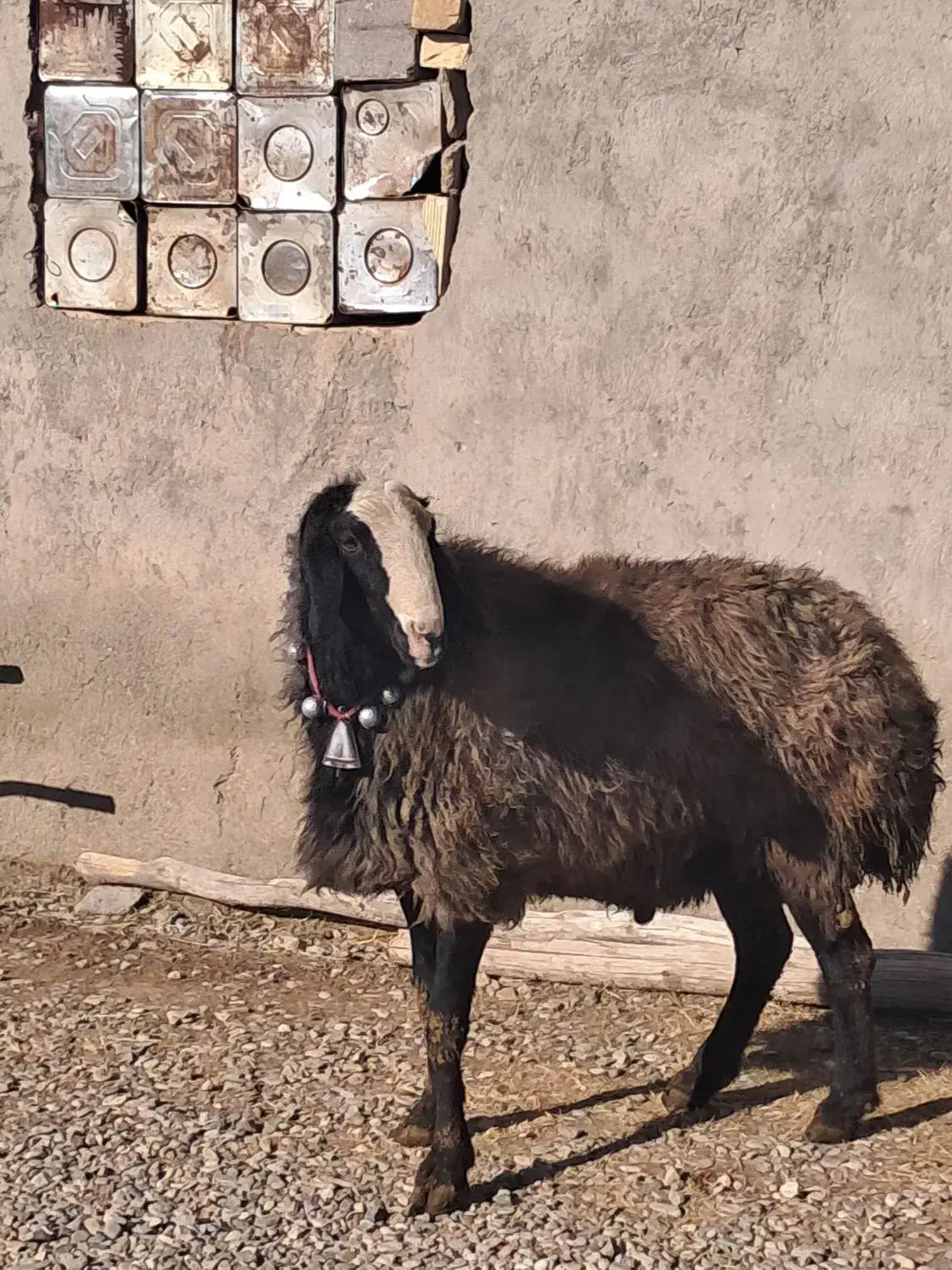 قوچ|حیوانات مزرعه|قزوین, |دیوار