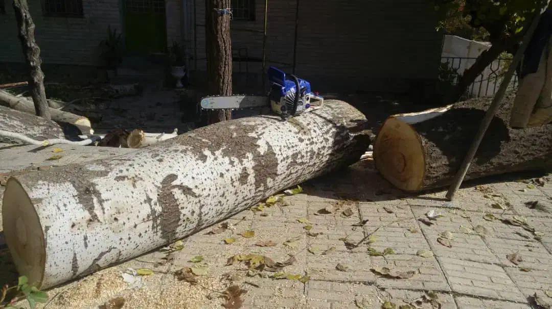 خرید و برش انواع چوب و درخت و هرس درختان لشنی|خدمات باغبانی و درختکاری|دورود, |دیوار