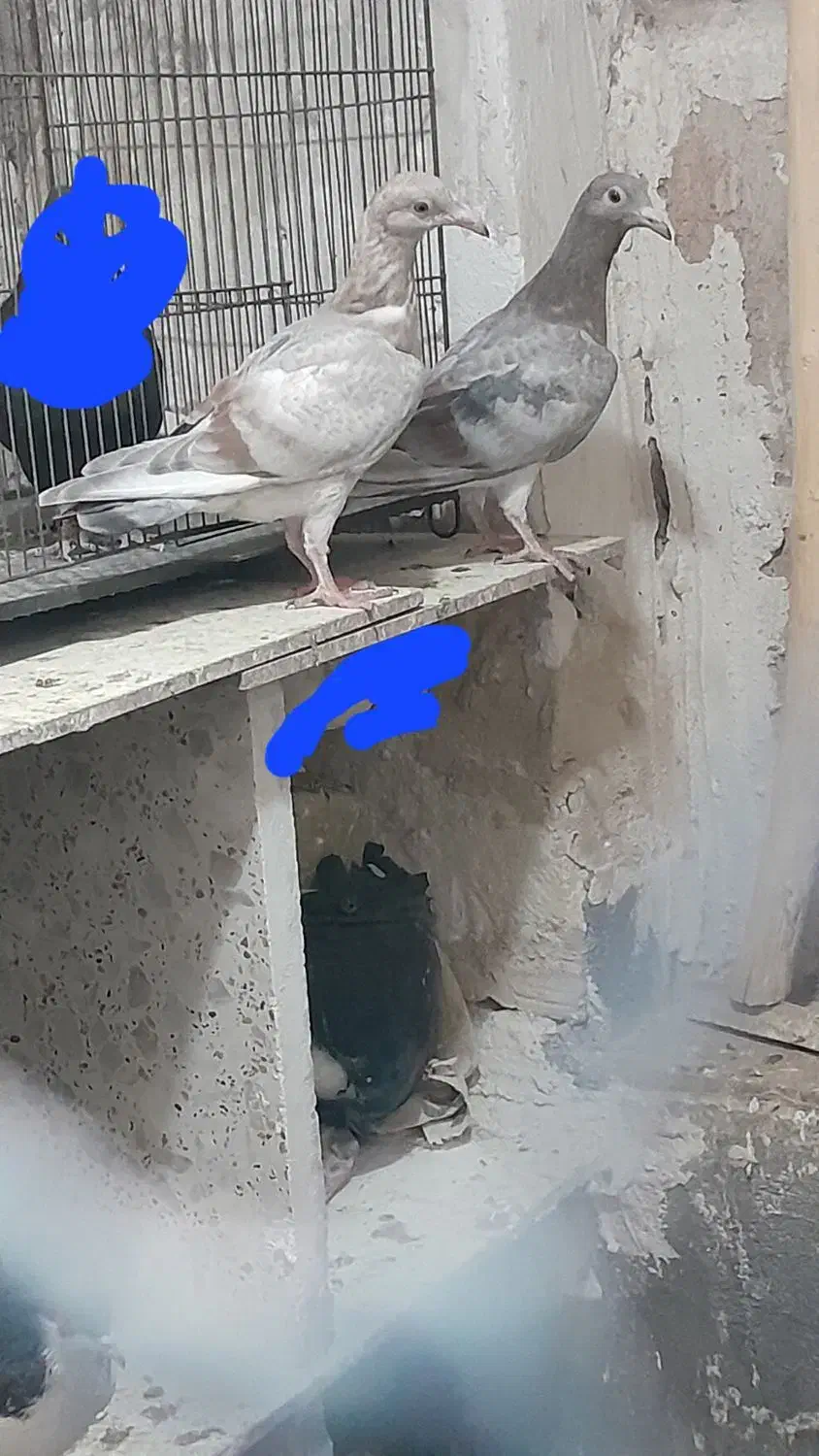 کبوتر|پرنده|اقبالیه, |دیوار