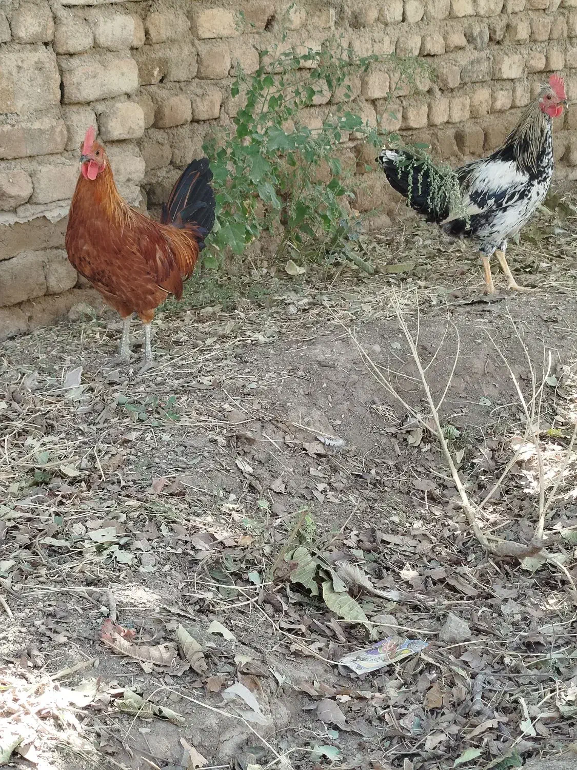 خروس لری|حیوانات مزرعه|بروجرد, |دیوار