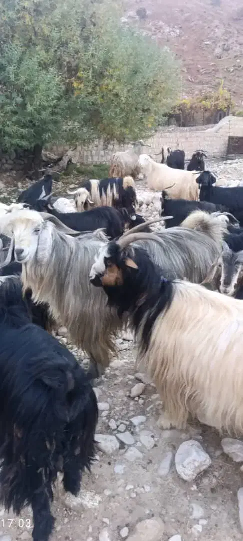 ساورین. بز . میش . گوسفند . گاو|حیوانات مزرعه|کارزان, |دیوار