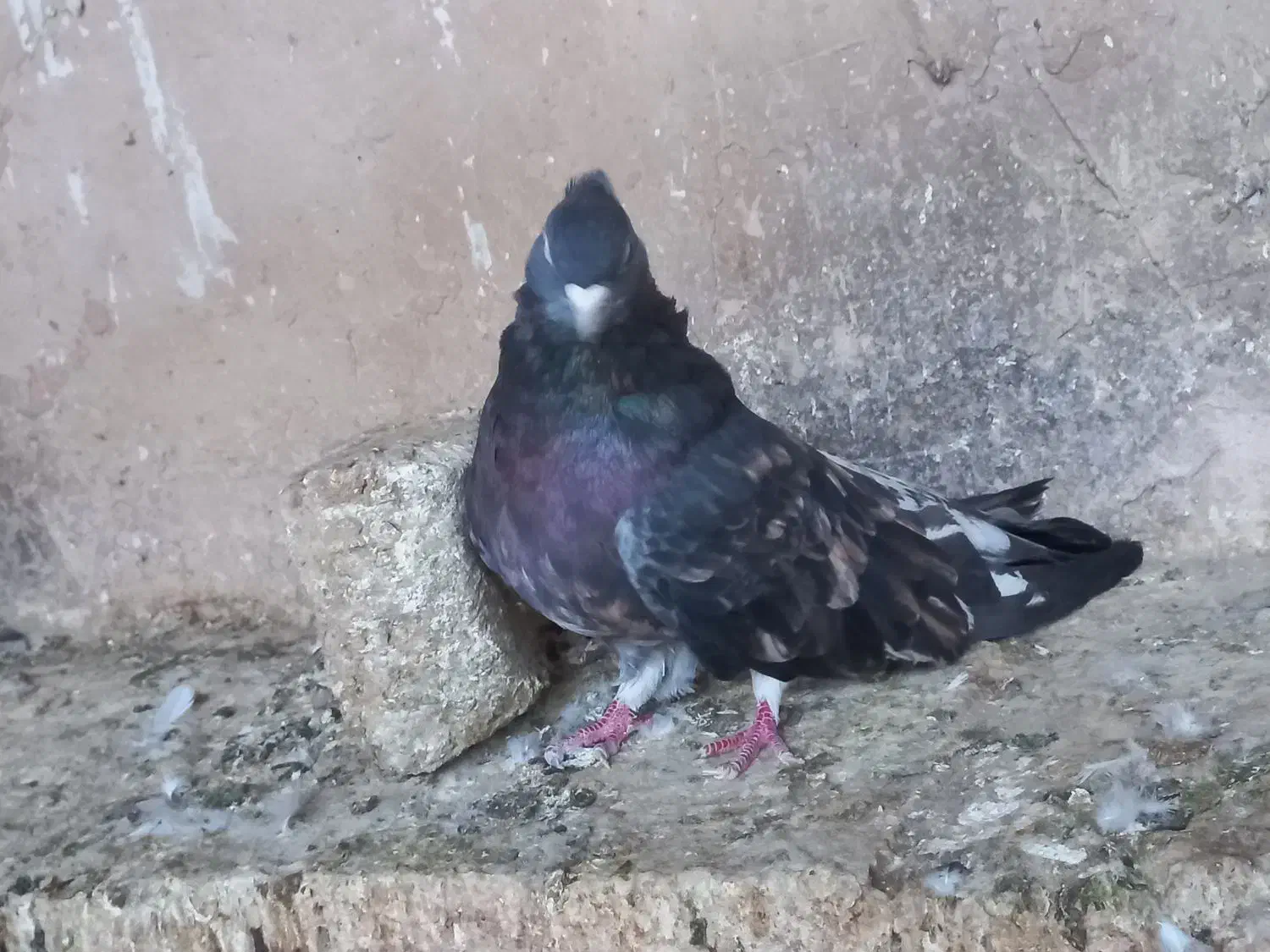 سرورآتشی|پرنده|کبودرآهنگ, |دیوار