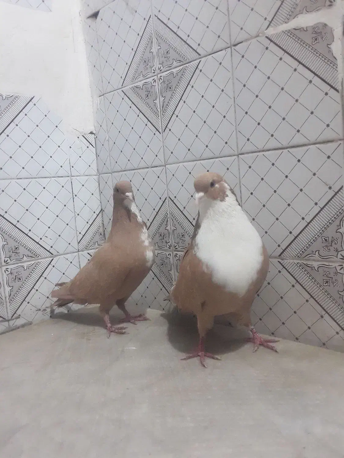 نر ماده زرد رسمی|پرنده|کرمان, |دیوار