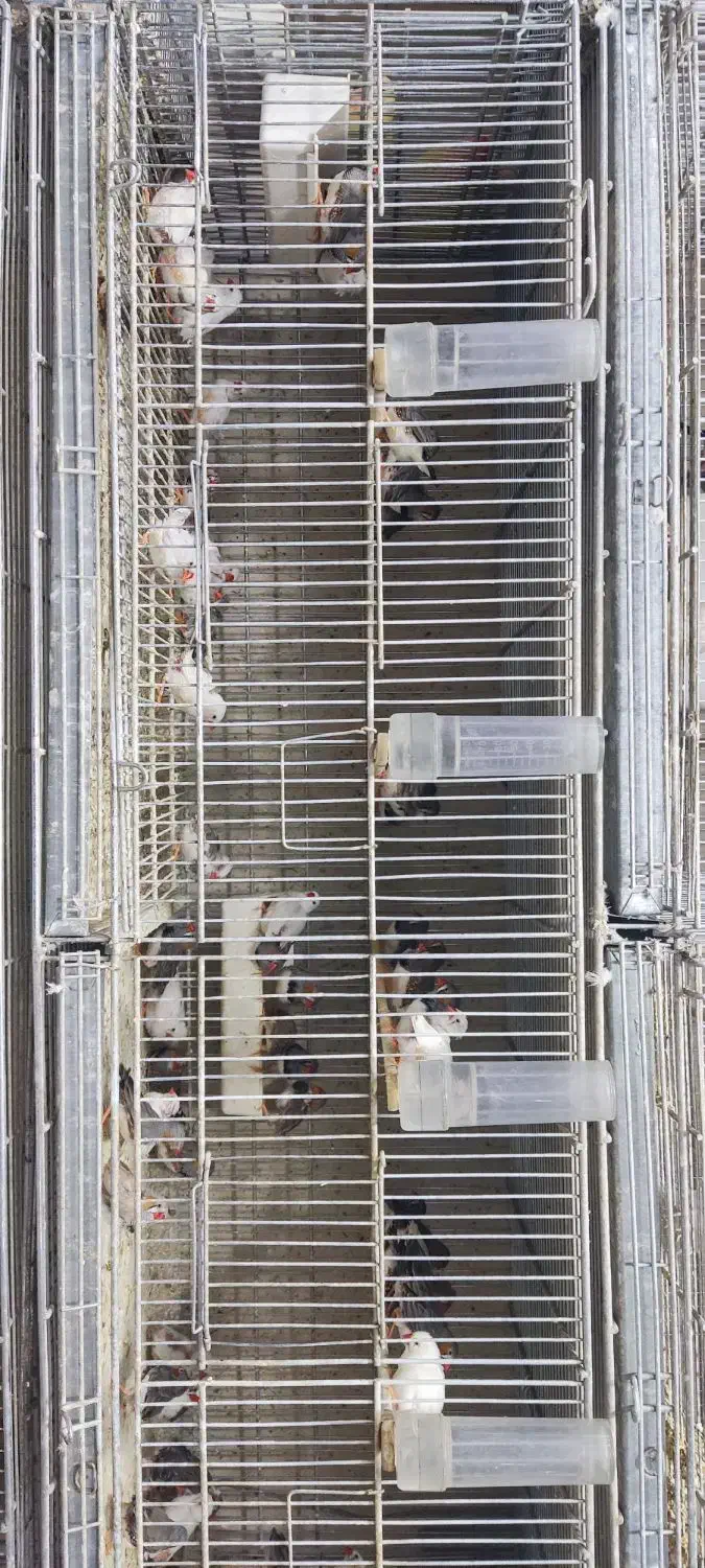 فنچ|پرنده|پرند, فاز ۱|دیوار