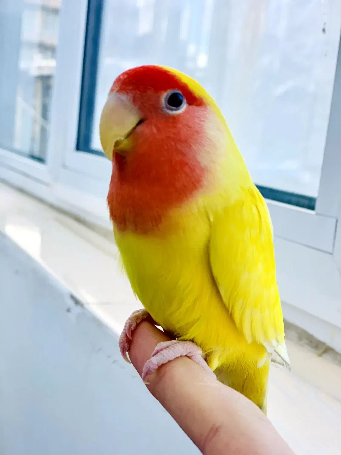 طوطی برزیلی|پرنده|جوانرود, |دیوار