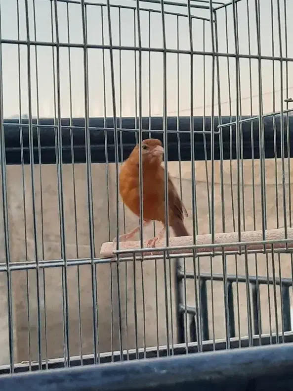 ماده قناری|پرنده|داراب, |دیوار