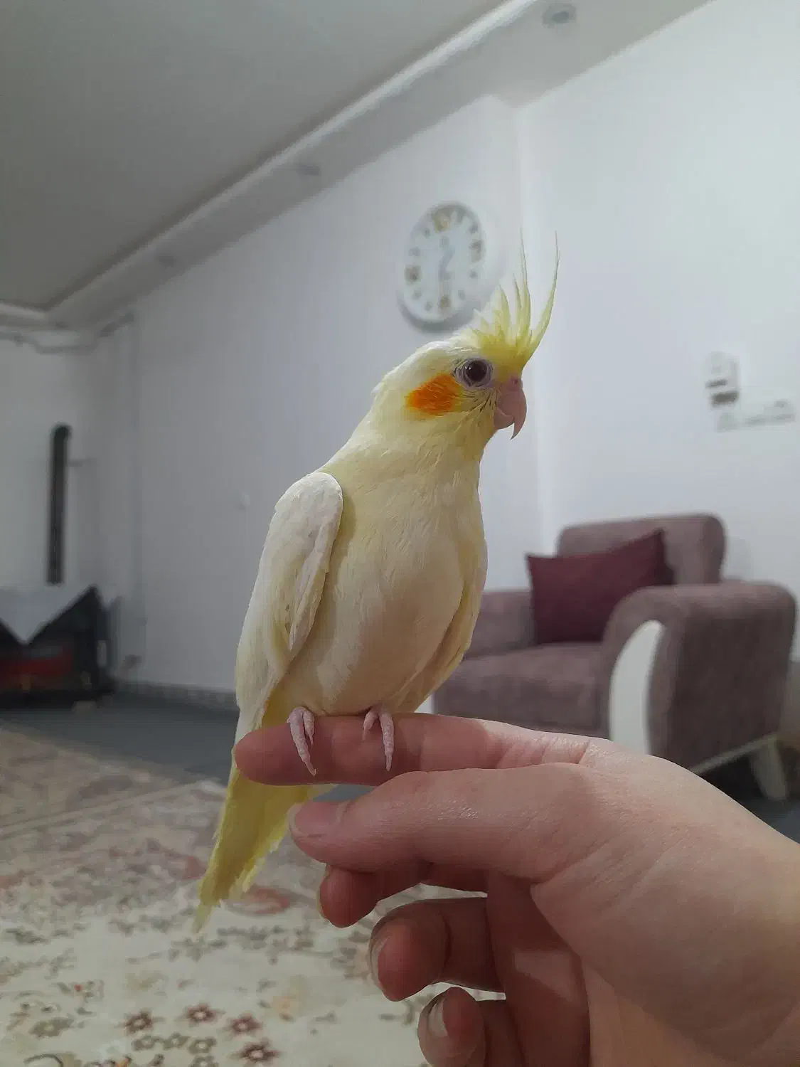 عروس هلندی|پرنده|خان ببین, |دیوار