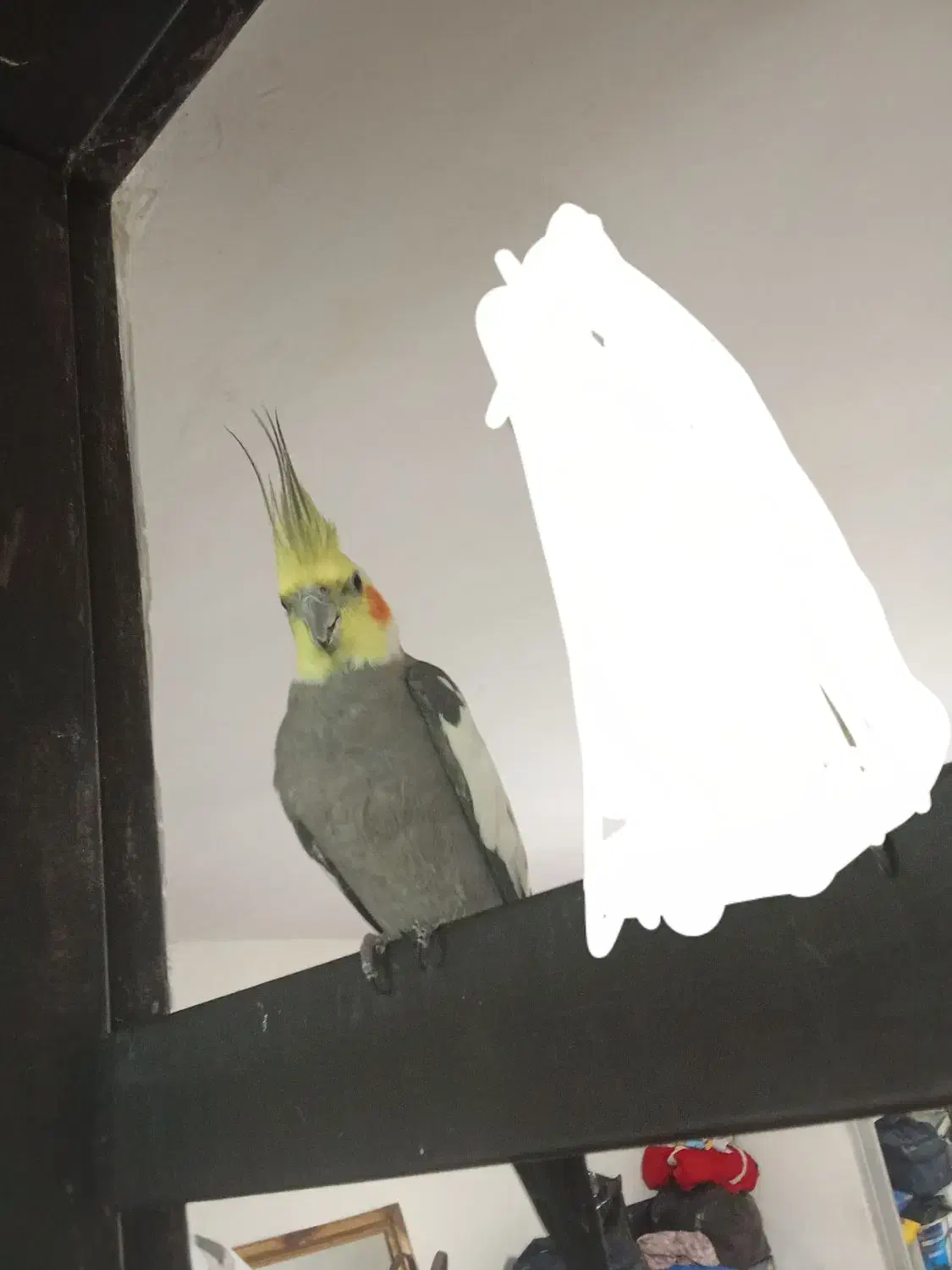 عروس هلندی نر با وسایل کامل|پرنده|روانسر, |دیوار