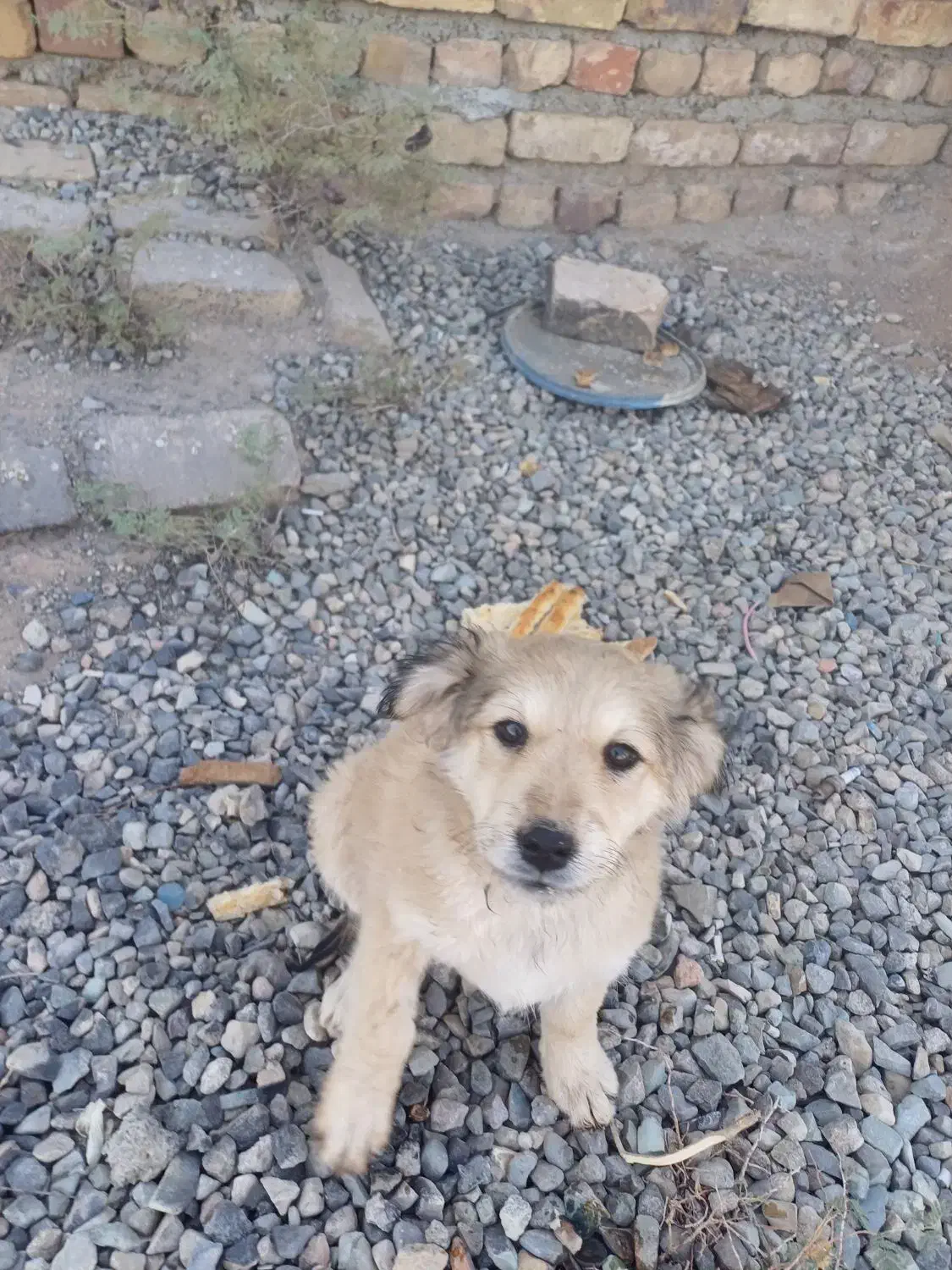 سگ پا کوتاه|سگ|کهریزک, |دیوار