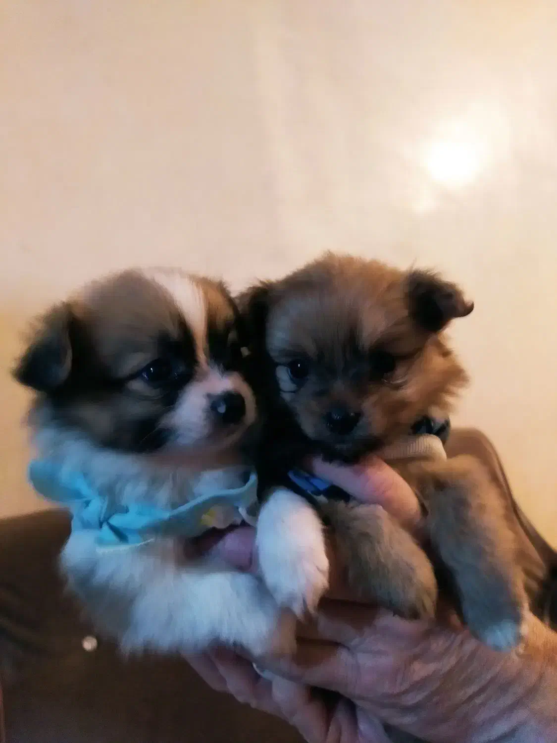 توله پامر کوچولو|سگ|محمدشهر, جعفرآباد|دیوار