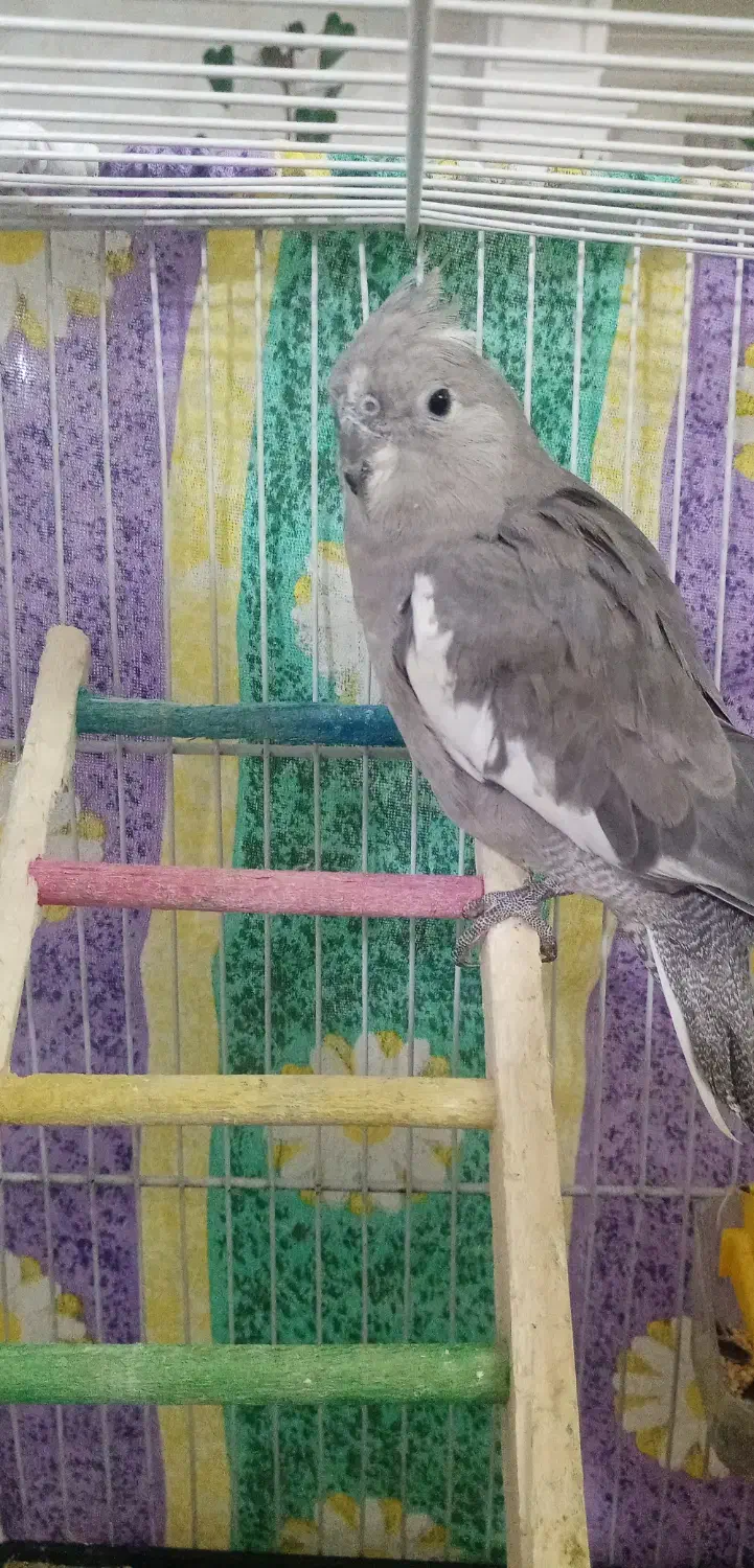 سلام دوتا عروس هلندی سالم سر حال جفت هستن|پرنده|نیشابور, بزرگمهر|دیوار