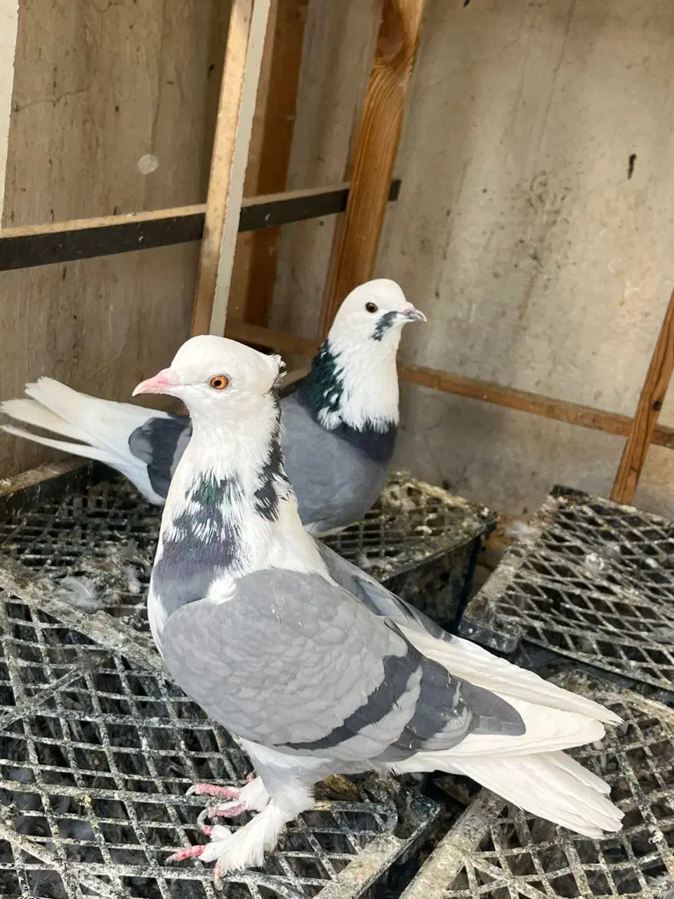 کفتر پرشی نامبروان|پرنده|تهران, مسعودیه|دیوار