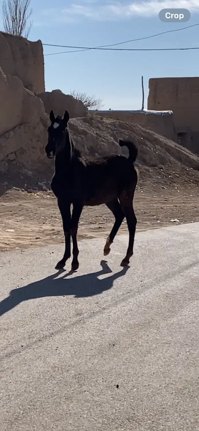 کره مادیان|اسب و تجهیزات اسبسواری|درگزین, |دیوار