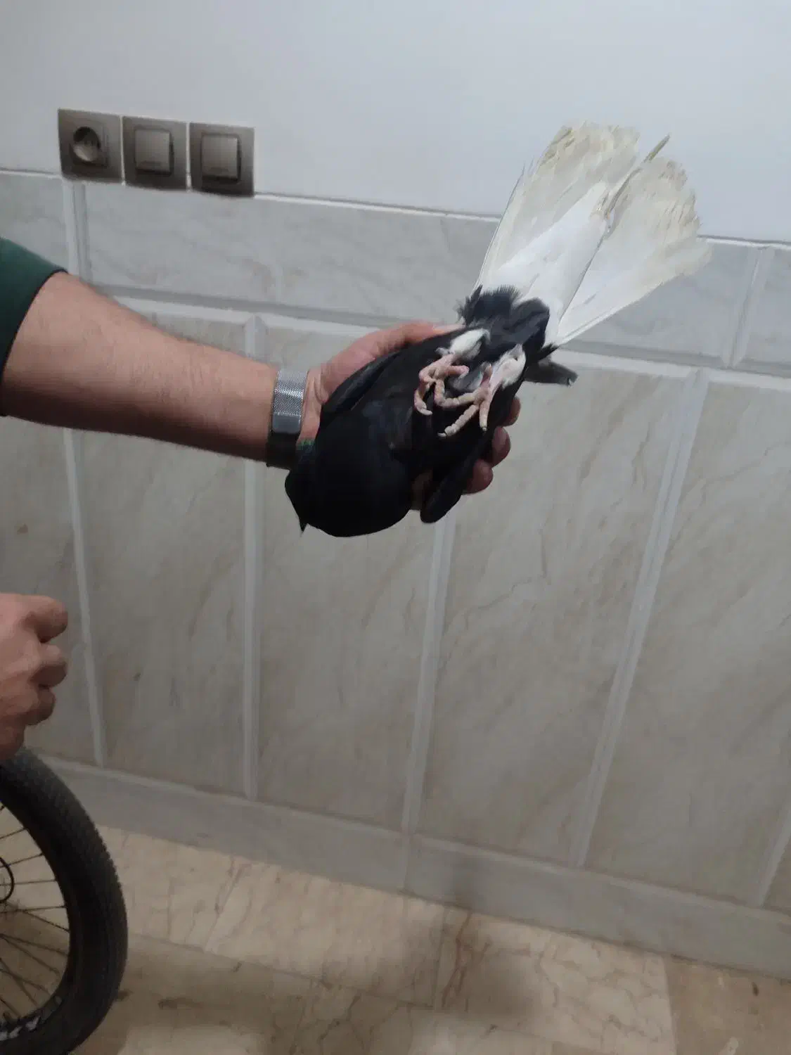 کبوتر|پرنده|زارچ, |دیوار