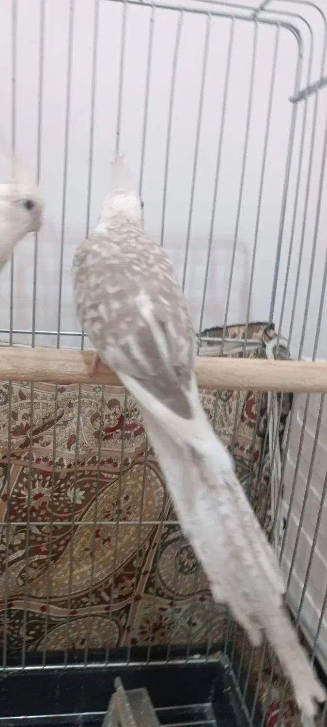 عروس هلندی اهلی|پرنده|بوکان, |دیوار