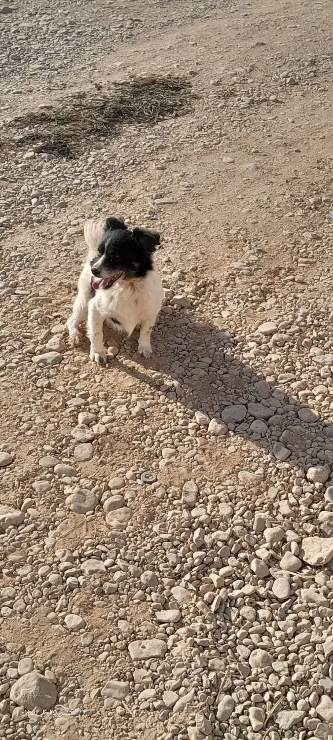 سگ خانگی|سگ|گلبهار, شهر جدید گلبهار|دیوار