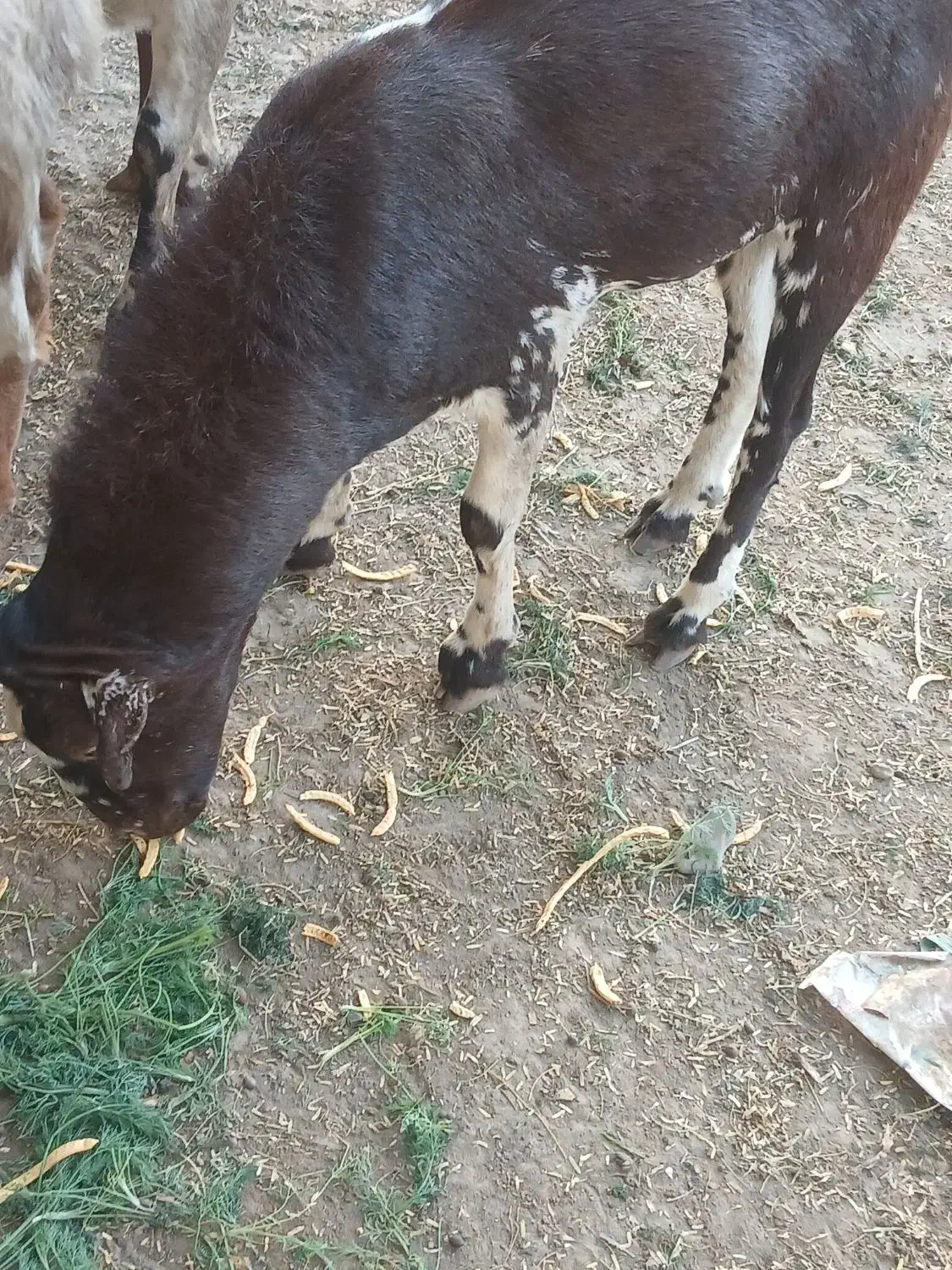 بره نره|حیوانات مزرعه|شمیل, |دیوار