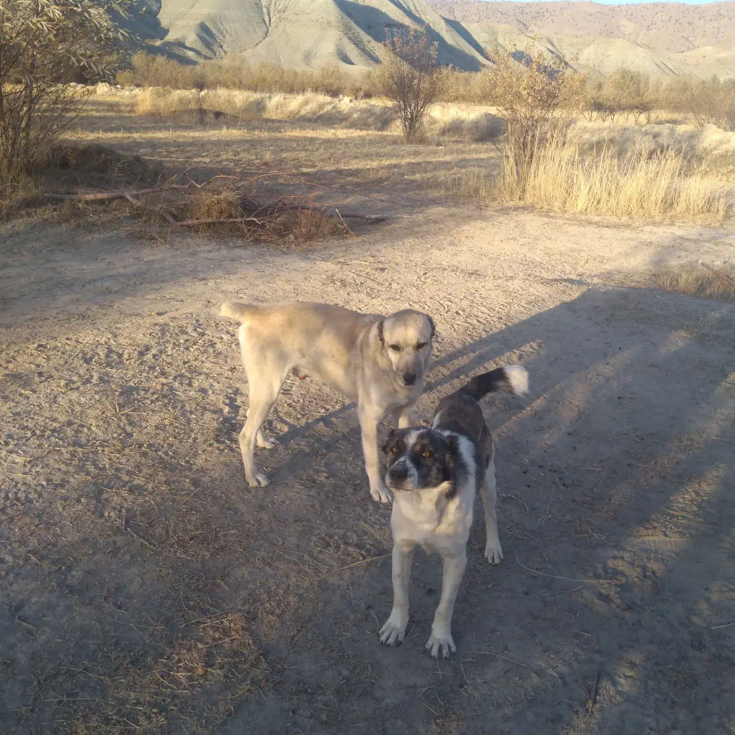 الاغ وسگ|حیوانات مزرعه|شیروان (خراسان), |دیوار