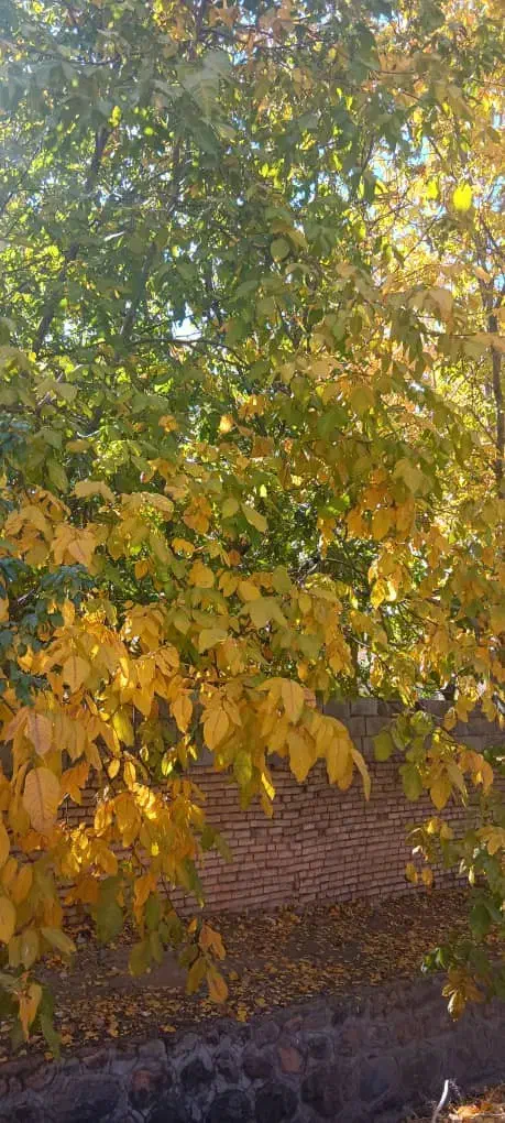 راهنمایی|فعالیت داوطلبانه تحقیقاتی|شاهین‌شهر, نظامی|دیوار