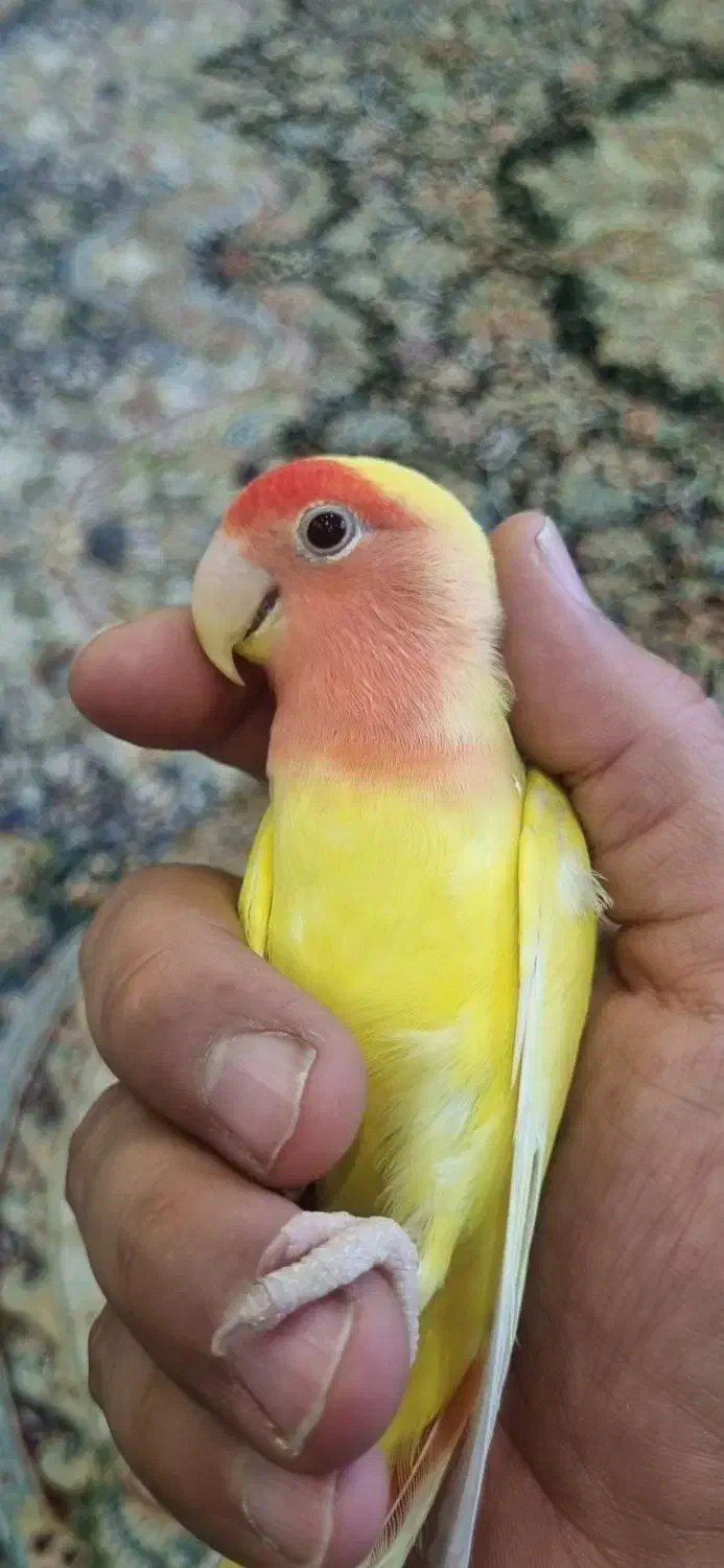 کوتوله برزیلی دستی|پرنده|صدرا-فارس, فاز ۱|دیوار