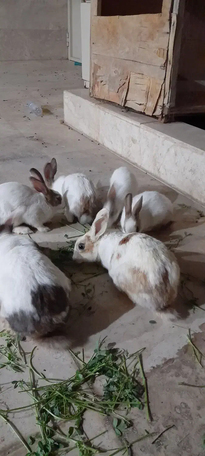 خرگوش خانگی|موش و خرگوش|برخوار, |دیوار