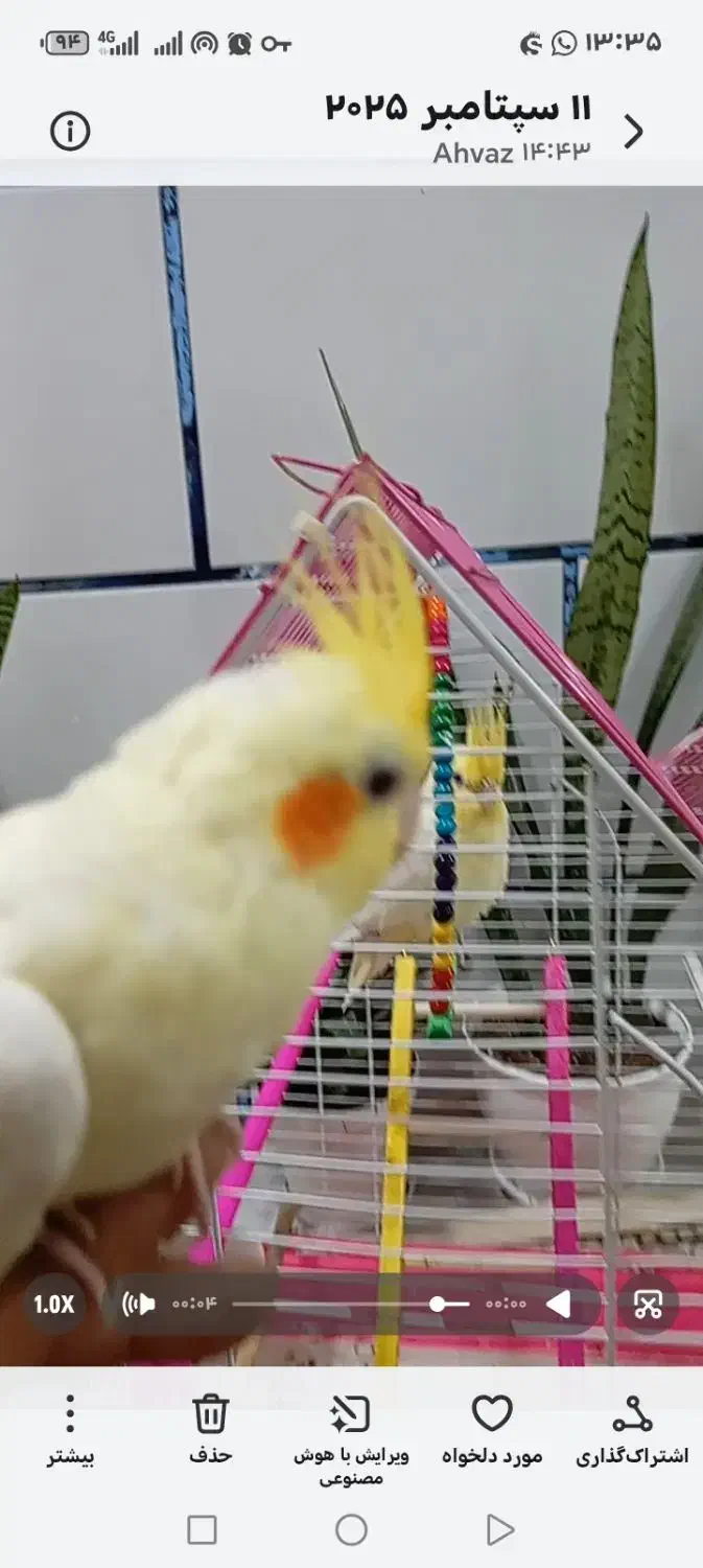 گمشده در پردیس|حیوانات|اهواز, پردیس|دیوار