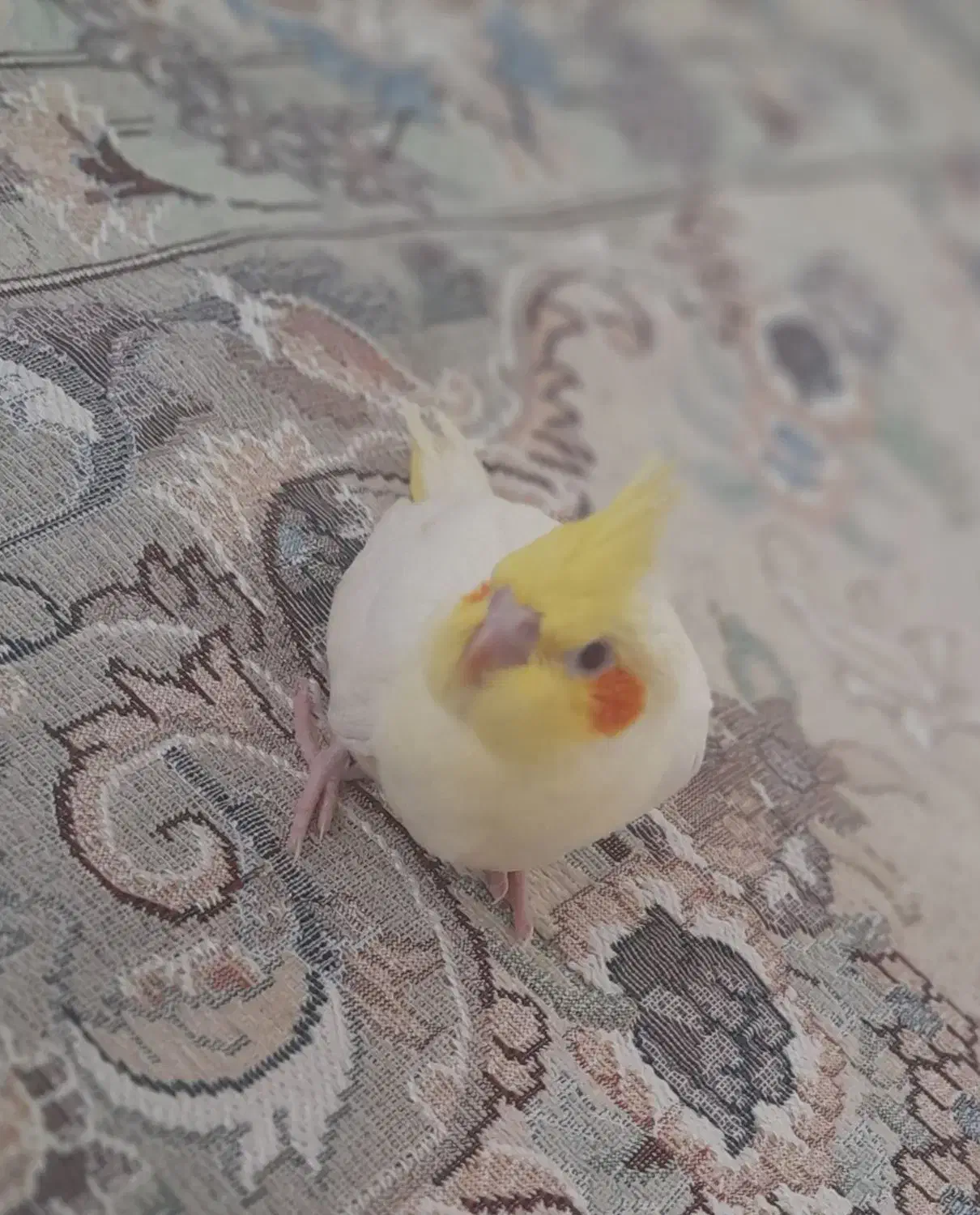 فروش عروس هلندی لوتینیو|پرنده|بهار, |دیوار