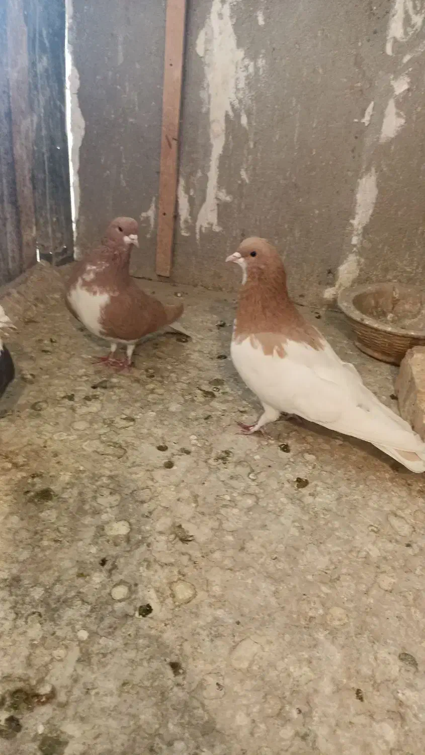 نرماده یال|پرنده|شیراز, بازار|دیوار