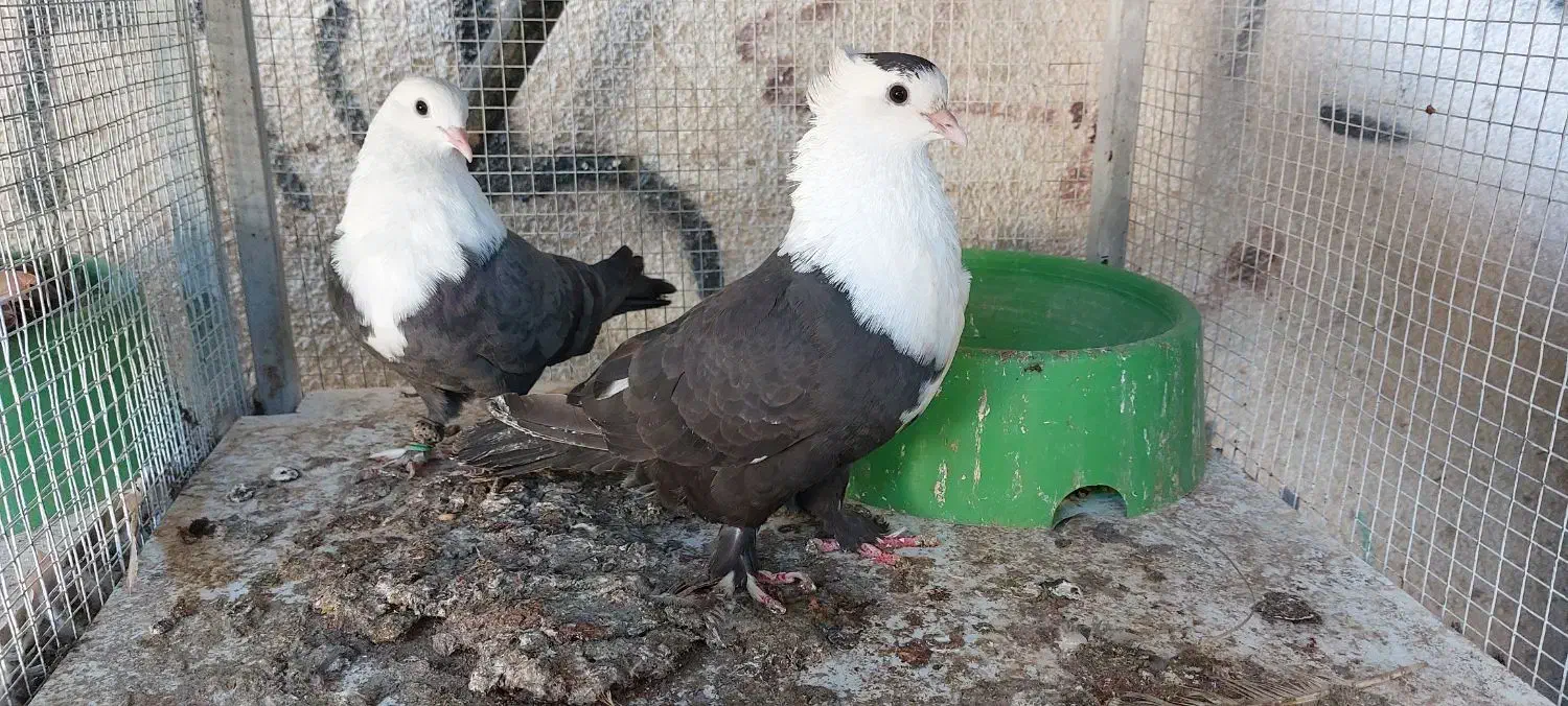 کفتر جفتی|پرنده|کیش, |دیوار