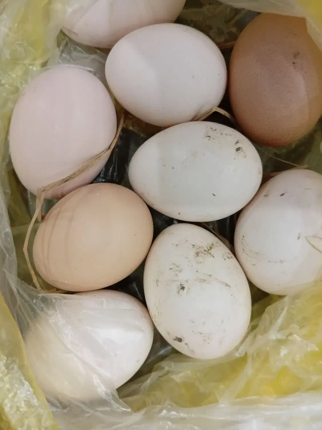 تخم مرغ|خوردنی و آشامیدنی|رشت, کوی یخ|دیوار