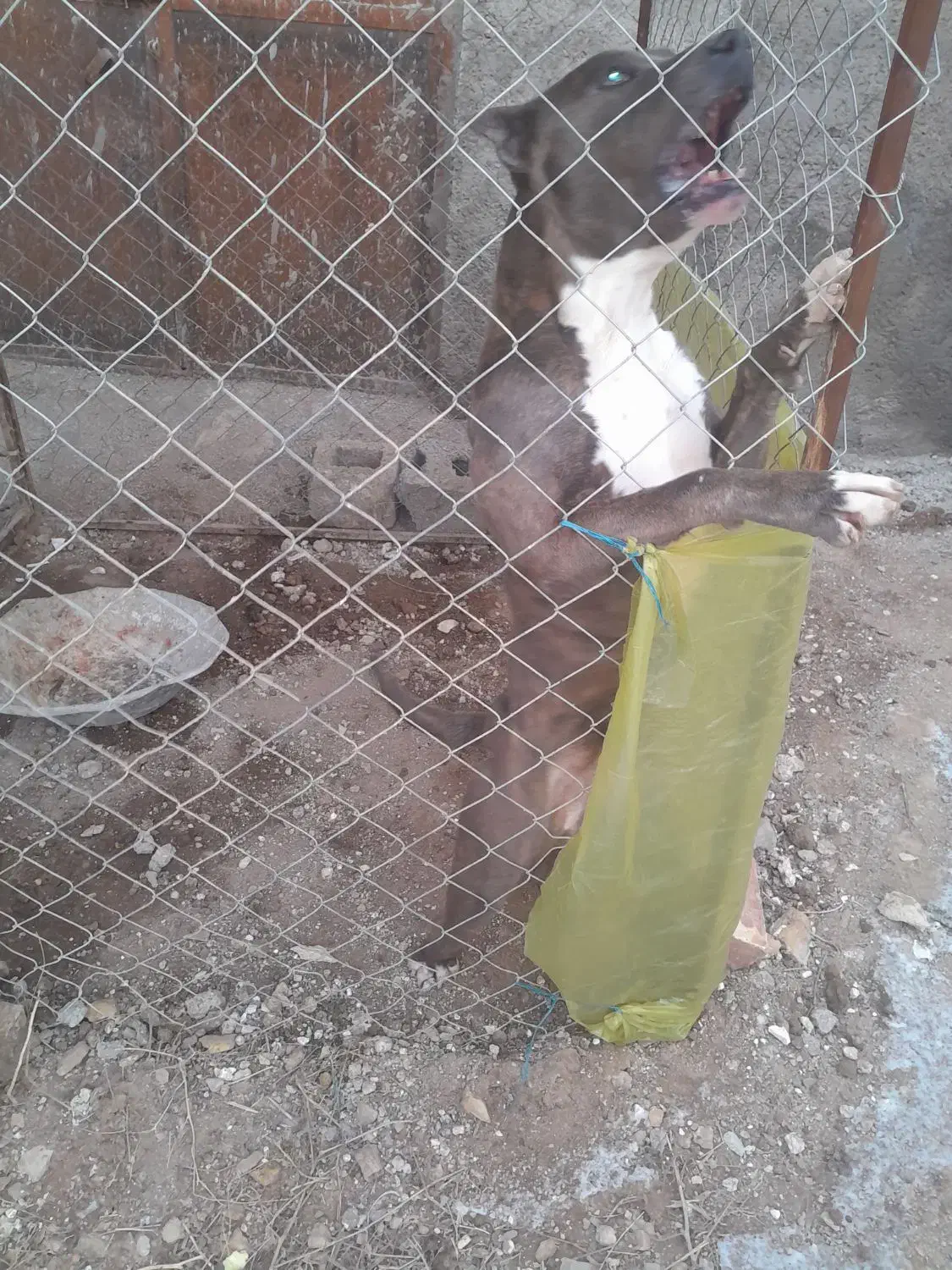 واگذاری سگ|سگ|خرمدره, |دیوار