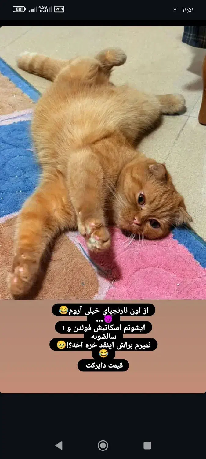 گربه اسکاتیش فولد|گربه|یزد, |دیوار
