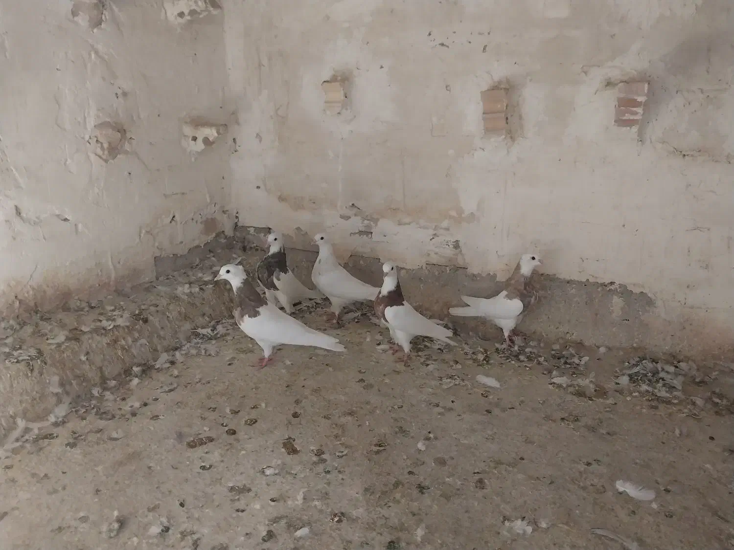 طوقی|پرنده|دزفول, |دیوار