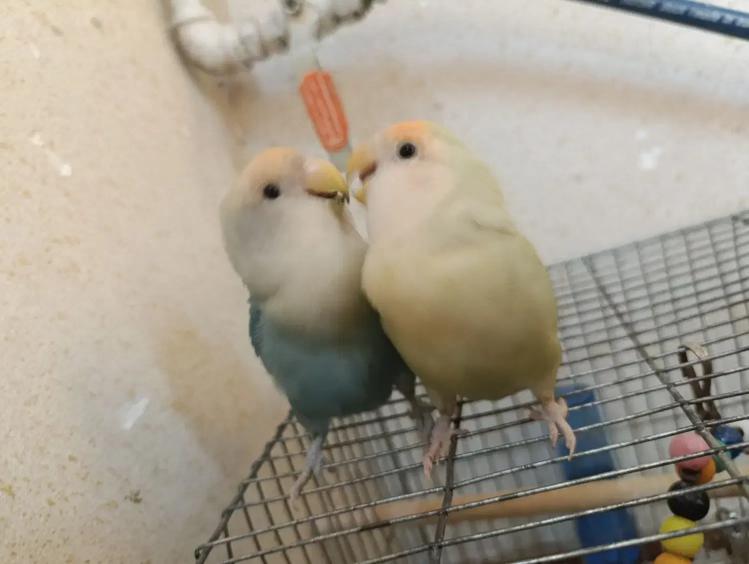 یک جفت طوطی برزیلی اهلی و بازی گوش|پرنده|کازرون, |دیوار