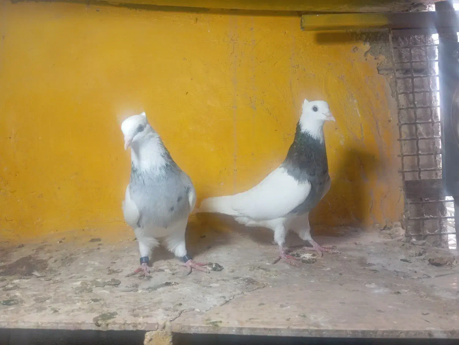 طوقی ماده|پرنده|خورموج, |دیوار