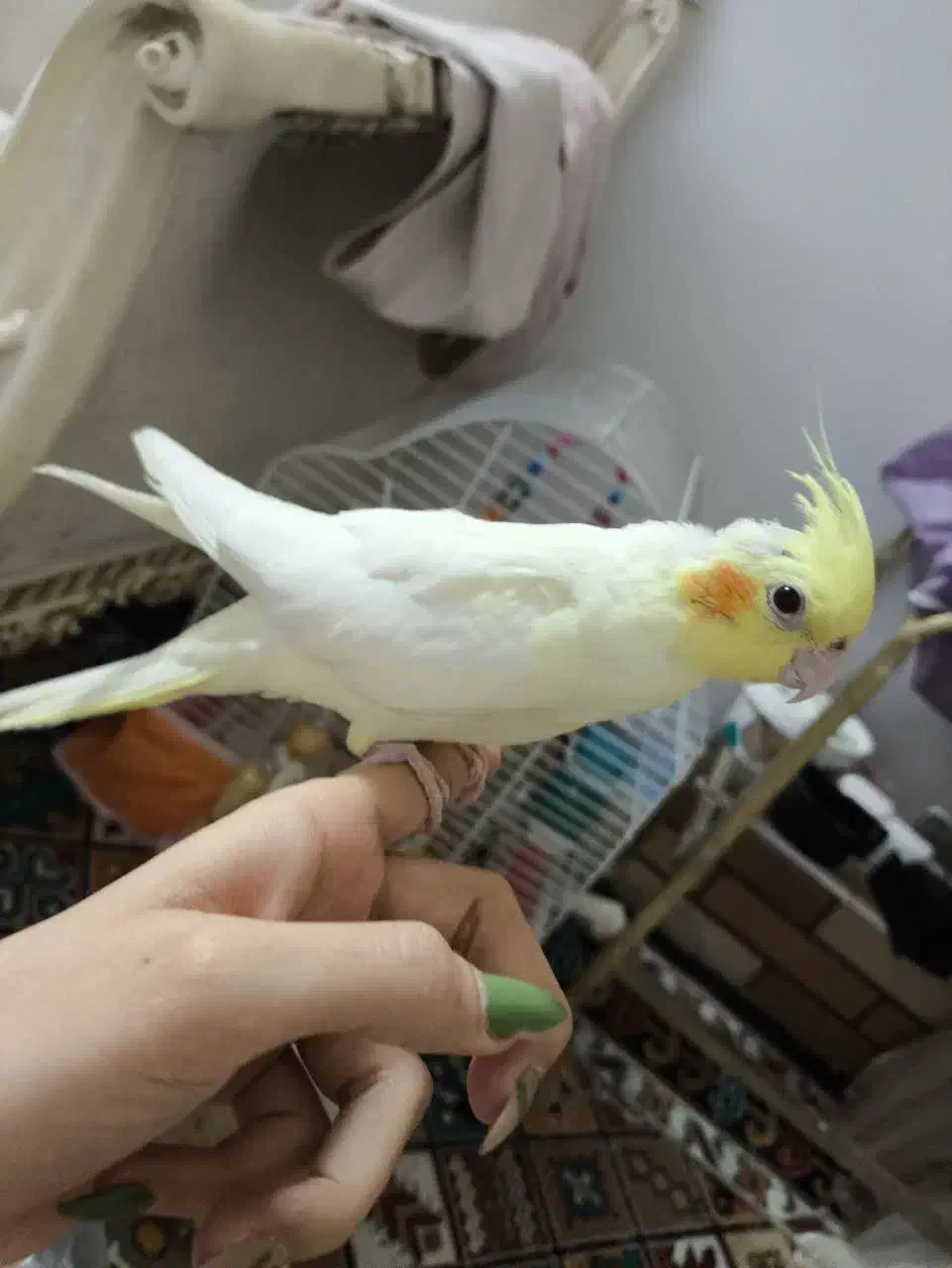 جوجه عروس|پرنده|قنوات, |دیوار