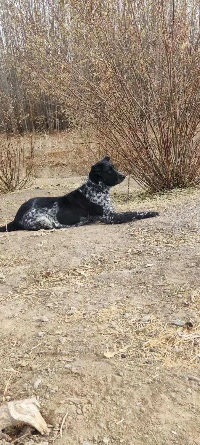 سگ لاس سه ساله آدمی|سگ|کیار, |دیوار