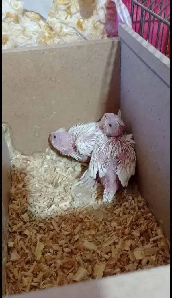 عروس هلندی سرلاکی و تازه دون خور آلبینو لوتینو...|پرنده|قم, نوبهار|دیوار