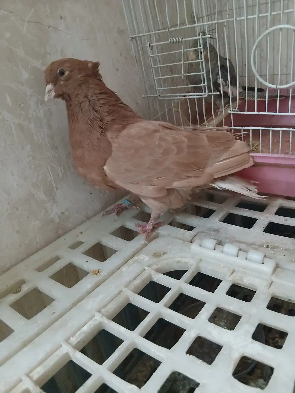 کفتر زردی کاکلی پرشی|پرنده|کهریزک, |دیوار