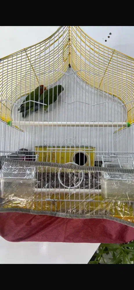 دو عدد طوطی برزیلی نر و ماده|پرنده|ارومیه, |دیوار