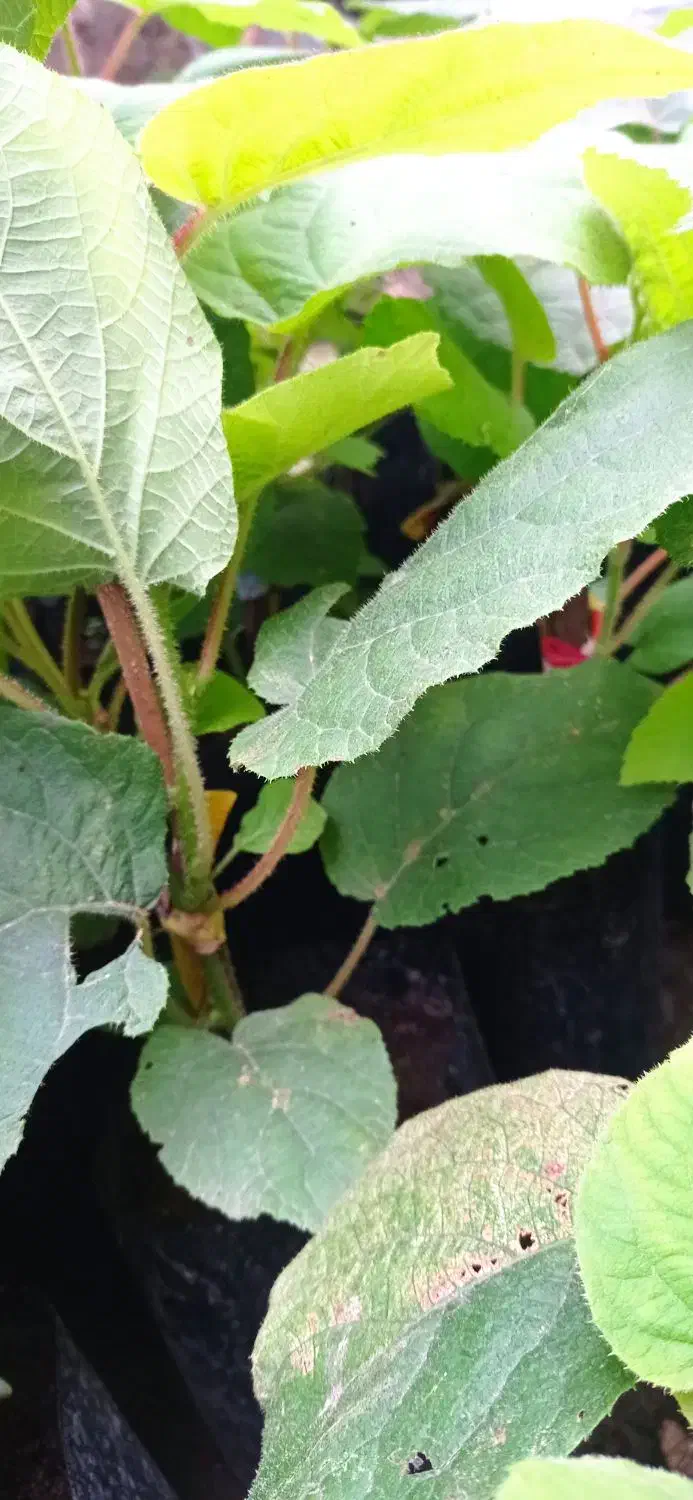 نهال کیوی خونی قلم نخورده|گل و گیاه طبیعی|لیسار, |دیوار