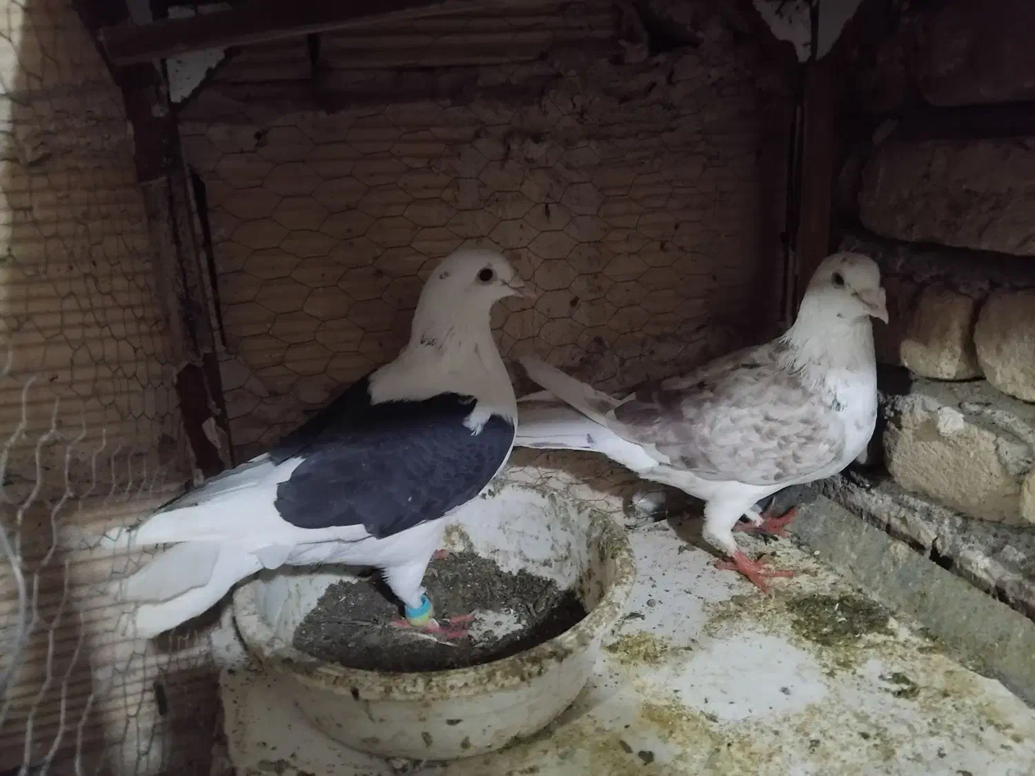 کبوترجفتگاه وپرشی|پرنده|مشهد, خواجه ربیع|دیوار